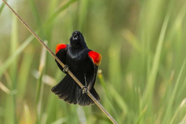 AZ, Sonoran Desert Red-winged blackbird calling